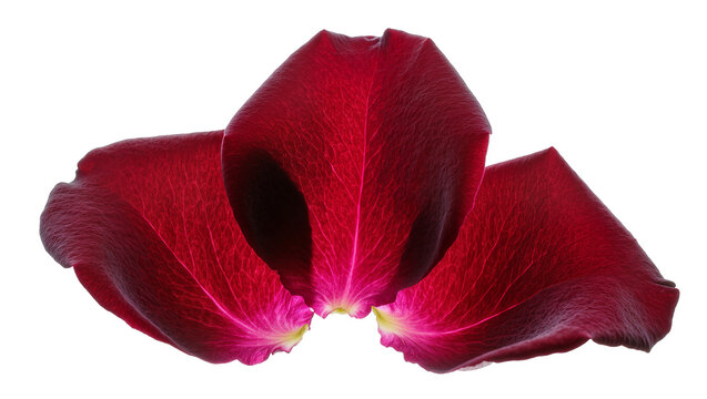 Dark red rose petals with visible veins and soft edges
