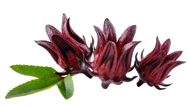 Three red roselle flowers with green leaves