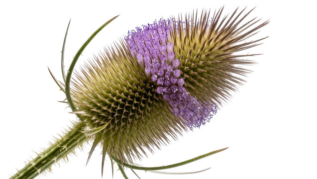 Wild Teasel flower head with purple florets and spiky green bracts