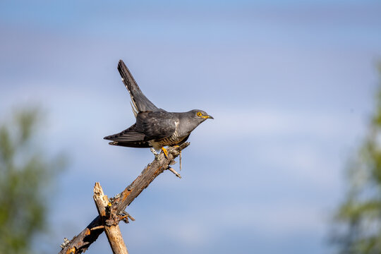 &ldquo;The cuckoo, the graceful bird that is a parasite in the bird world.