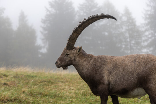 Wild alpine ibex in its natural habitat in the Chablais Massif, Haute-Savoie, French Alps.