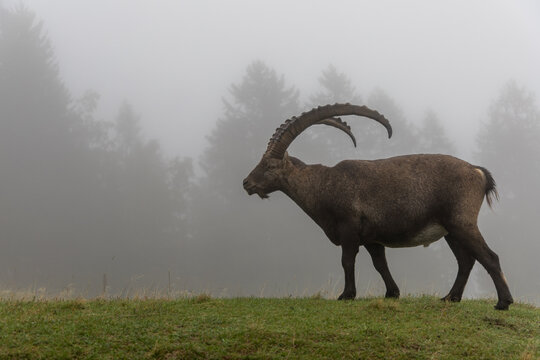 Wild alpine ibex in its natural habitat in the Chablais Massif, Haute-Savoie, French Alps.