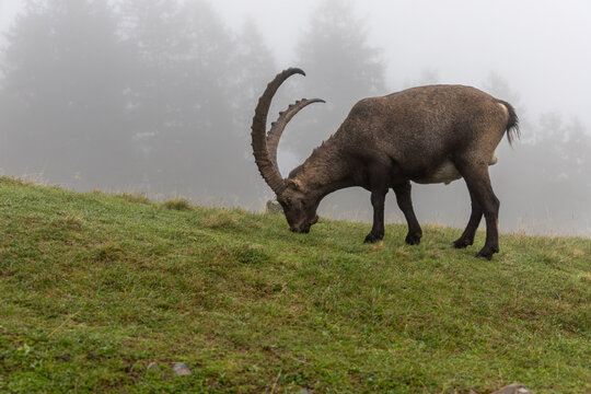 Wild alpine ibex in its natural habitat in the Chablais Massif, Haute-Savoie, French Alps.