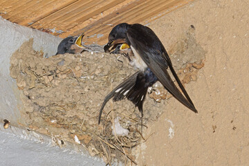 Naklejka premium European barn swallow feeding its young