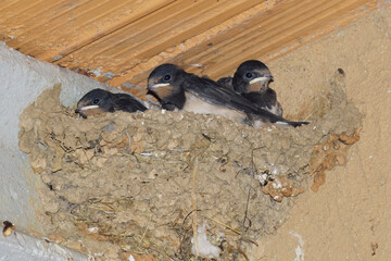 Naklejka premium European barn swallows, immatures in their nest