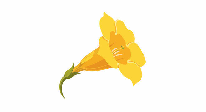 A single yellow trumpet-shaped flower with a green stem on a white background