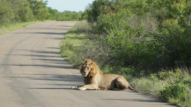 A male lion is looking over his shoulder while lying on the tar road and turning around towards the camera, Kruger Park.