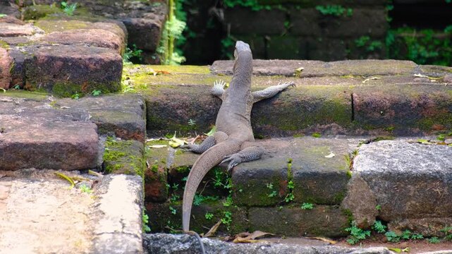 Land monitor lizard reptile basking in warm sun on stone wall of Sigiriya rock fortress in Sri Lanka