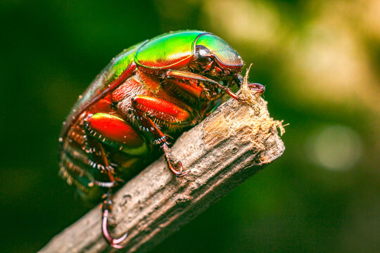 colorado potato beetle
Macro photographs of Green Chafer.