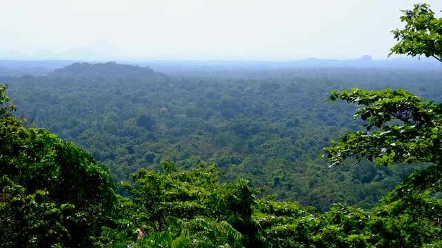 Aerial Sri Lankan green landscape of forest trees at Sigiriya northern Matale District in Central Province Sri Lanka