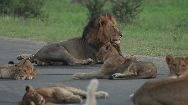 Medium shot of a beautiful male lion lying in the tar road with his pride while cubs are sleeping and lying in front of him, Kruger National Park.