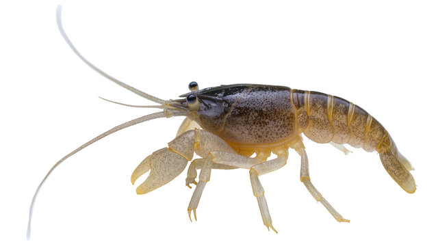 Small freshwater crayfish with claws and long antennae