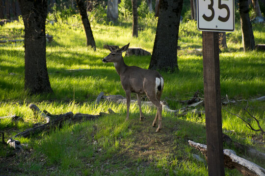 Ciervo en el parque nacional de Yosemite