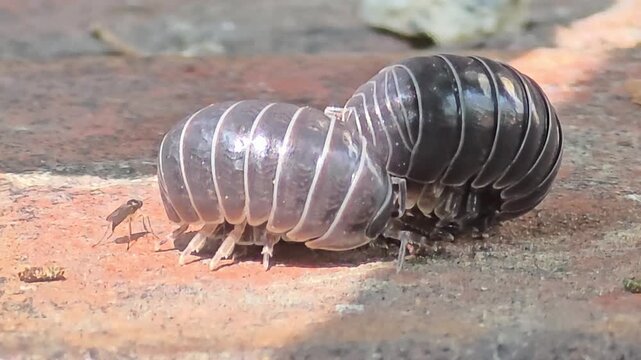 


Night macro shot of two male woodlice competing and courting a female pill bug for mating.#002

