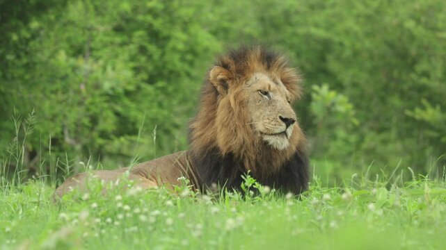 A beautiful male lion with a black mane is lying in the short green grass while licking its lips. Filmed from a ow angle in Kruger National Park.