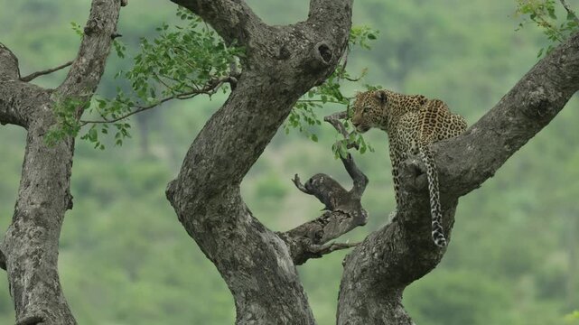 Beautiful leopard sitting in a tree with the backside towards the camera. The animal is scanning its surroundings and looking over its left shoulder, Kruger National Park. Clean, blurred background.