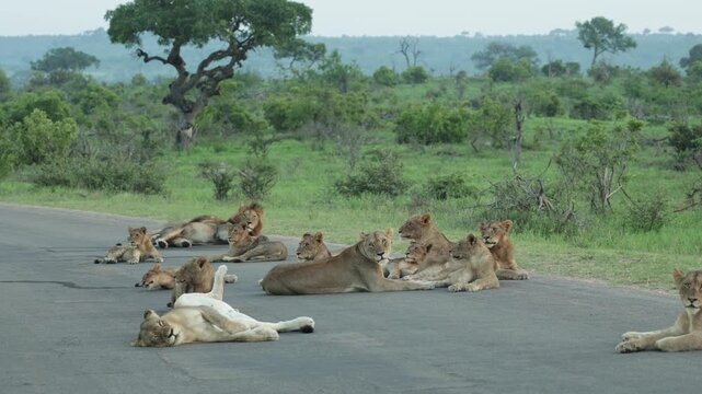 Wide shot of a whole lion pride, including cubs, resting on a tar road when most of them suddenly lift their heads and one cub gets up to walk over to its sibling to settle down again, Kruger Park.