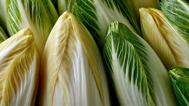 Etruscan Chicory Belgian Endives with Pale Cream and Green Tips, Crisp Leafy Texture Close-Up