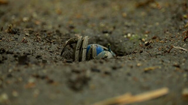 Blue Land Crab Emerging From Sandy Burrow At Tayrona National National Park In Colombia. close-up shot
