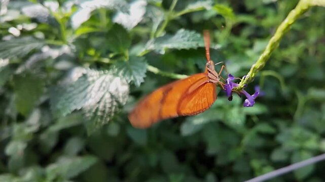 Close up of an orange julia heliconian butterfly moving beside a flower in slow motion