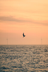 Fototapeta premium A lone seabird glides above a calm ocean horizon under a warm orange sunset sky, with distant wind turbines visible in the background and gentle ripples