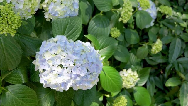 Pale blue hydrangea flowers gently swaying in the wind with green leaves in June, beautiful rainy season in Japan