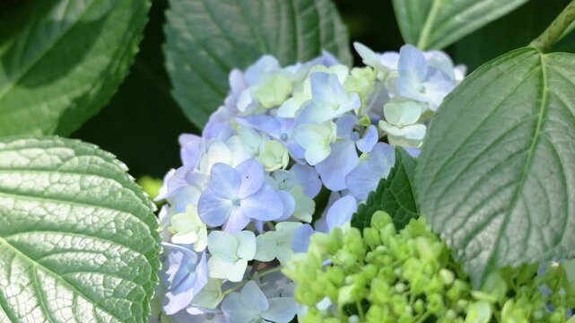 Pale blue hydrangea flowers gently swaying in the wind with green leaves in June, beautiful rainy season in Japan