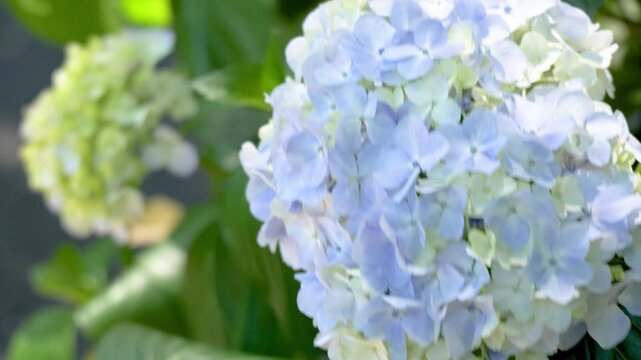 Pale blue hydrangea flowers gently swaying in the wind with green leaves in June, beautiful rainy season in Japan