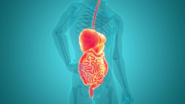 Human Digestive System Anatomy Animation Concept