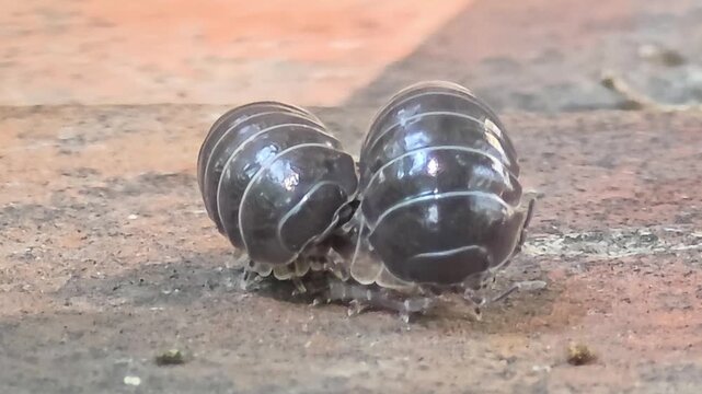 
Night macro shot of two male woodlice competing and courting a female pill bug for mating.#004
