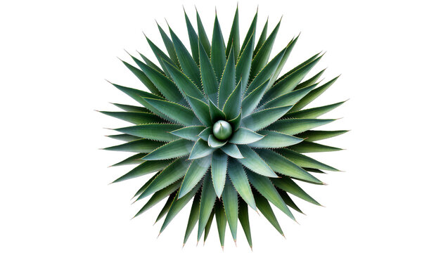 Green agave plant with sharp pointed leaves in a rosette shape