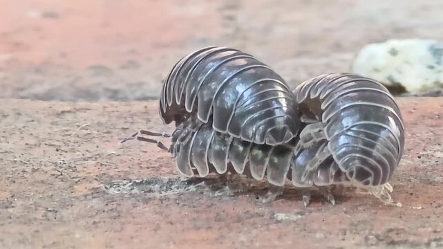 

Night macro shot of two male woodlice competing and courting a female pill bug for mating.#005
