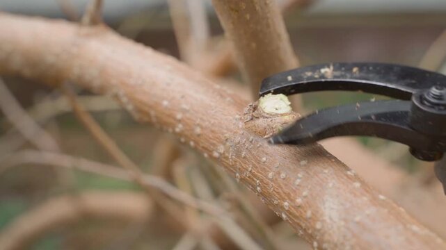 Cutting tree branch with electric pruner during tree pruning process