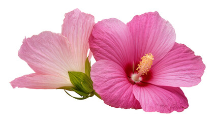 Naklejka premium Two pink hibiscus flowers with green leaves