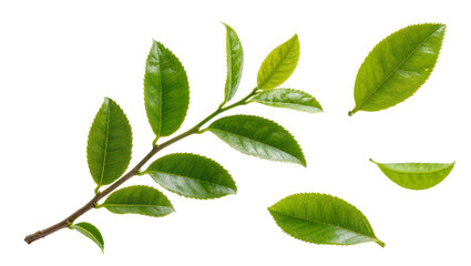 Green tea leaves and branch on white © Andrei