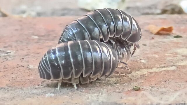 
Night macro shot of two male woodlice competing and courting a female pill bug for mating.#006
