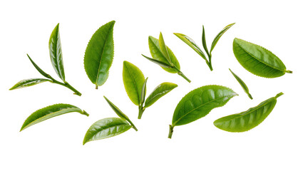 Fresh green tea leaves and sprigs on white © Andrei