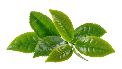 Fresh green tea leaves on branch © Andrei