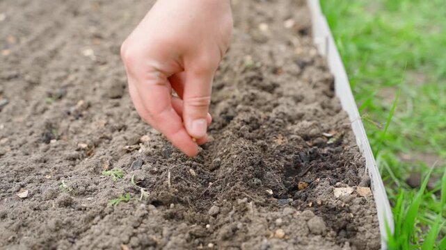 Manual sowing of coriander seeds into garden bed soil