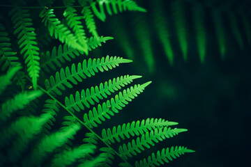Lush green fern leaves arranged diagonally against a deep dark background with soft blurred light streaks, creating a natural botanical composition with a calm © Florian Kunde