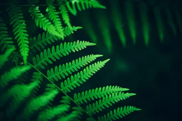 Lush green fern leaves arranged diagonally against a deep dark background with soft blurred light streaks, creating a natural botanical composition with a calm © Florian Kunde
