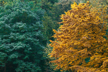 Obraz premium Vibrant autumn foliage displays contrasting green and golden yellow leaves on trees