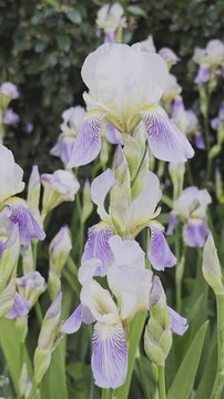 Beautiful bearded iris germanica flowers with white and purple petals swaying in the wind. A lovely spring floral background with fresh blooms