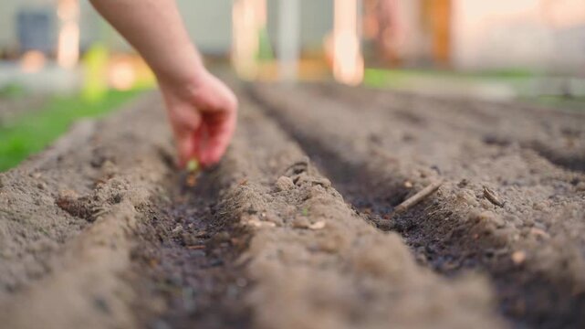 Close-up of manual onion sets planting on prepared garden bed