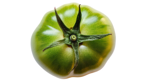 Green unripe tomato with stem and sepals