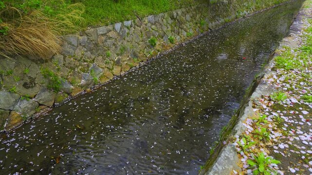 京都　哲学の道　花筏