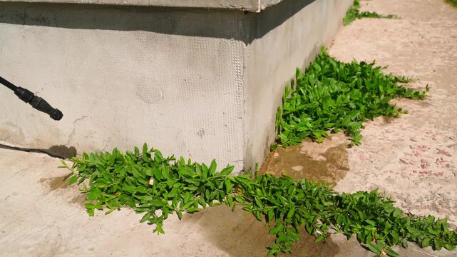 Spraying herbicide on weeds growing along building foundation and concrete path