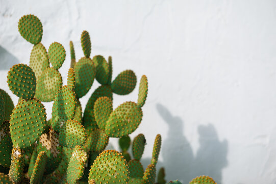 Greenery botanical background with succulent foliage