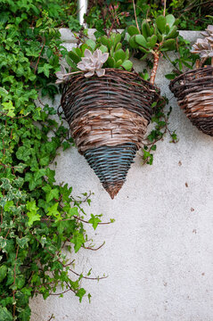 Rustic planter showcases succulent elegance