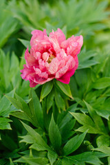 Obraz premium Beautiful Itoh Peony Hillary with Pink and Cream Petals